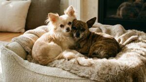2 Chihuahuas snuggling in their comfy bed